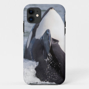 Coque iPhone 11 Épaulard faisant une brèche