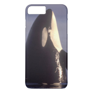 Coque Case-Mate iPhone Épaulard (Orque orcinus) en spyhopping près de
