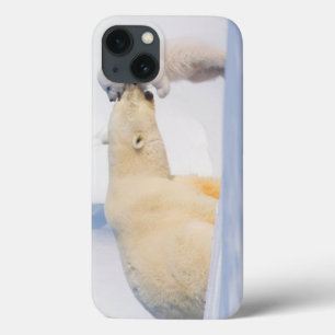 Coques Pour iPhone États-Unis, Alaska, North Slope Ours polaires
