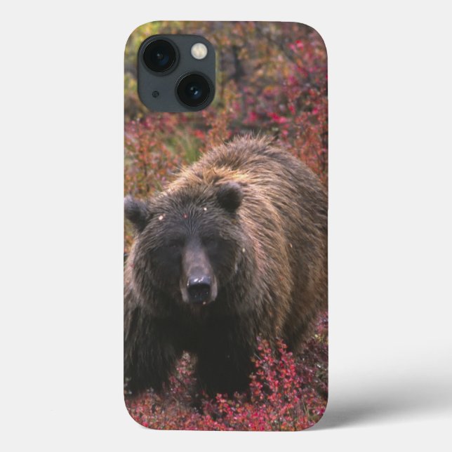 Coques Case-Mate iPhone États-Unis, Alaska, Parc national Denali. Ours bru (Verso)