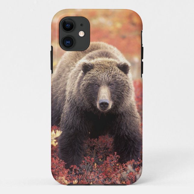 Coques Case-Mate iPhone États-Unis, Alaska, Parc national Denali, ours gri (Dos)