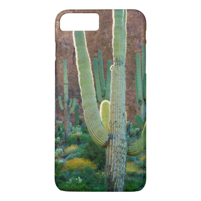 Coques Case-Mate iPhone États-Unis, Arizona. Champ de cactus saguaro près  (Dos)