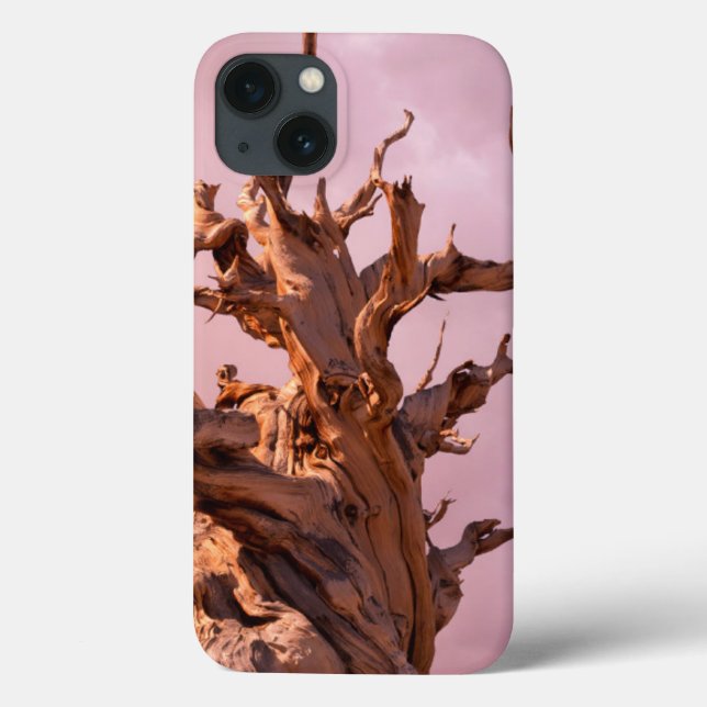 Coques Case-Mate iPhone États-Unis, Californie, Forêt nationale d'Inyo 9 (Verso)