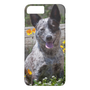 Coque iPhone 7 Plus États-Unis, Californie. Queensland Healer assis 2