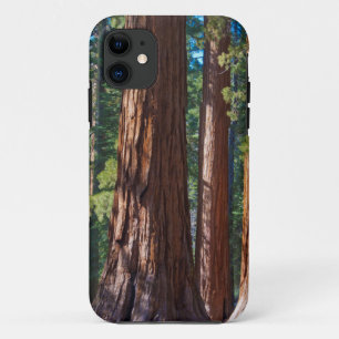 Coques Pour iPhone États-Unis, Californie. Troncs d'arbres Redwood, M