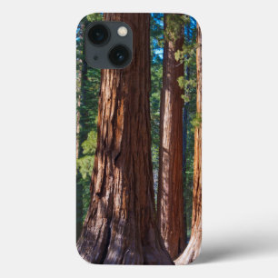 iPhone 13 Case États-Unis, Californie. Troncs de séquoia, Maripos