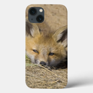 Coque Case-Mate iPhone États-Unis, Colorado, Breckenridge. Renard roux al