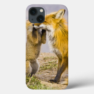 iPhone 13 Coque États-Unis, Colorado, Breckenridge. Renard roux mè