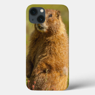 Case-Mate iPhone Case États-Unis, Colorado, Montagnes San Juan