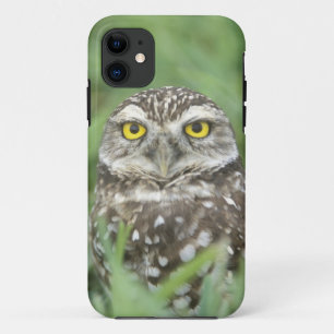 Coque iPhone 11 États-Unis, Floride, Cape Coral, Chevêche des terr