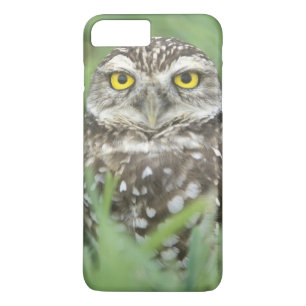 Coque Case-Mate Pour iPhone États-Unis, Floride, Cape Coral, Chevêche des terr