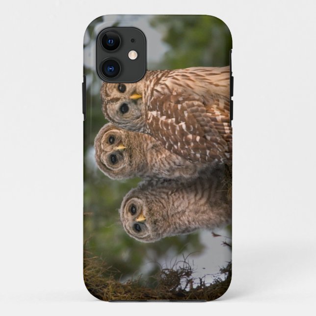 Coques Case-Mate iPhone États-Unis, Floride, Viera Wetlands. Trois barrés (Dos)