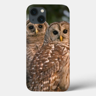 Coques Pour iPhone États-Unis, Floride, Viera Wetlands. Trois barrés