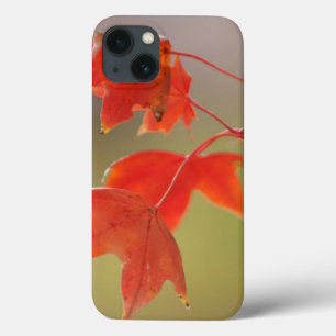 iPhone 13 Coque États-Unis, Kansas, Feuilles Rouges En Début D'aut