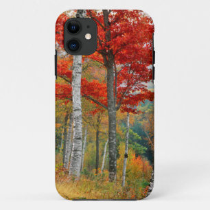 Coques Pour iPhone États-Unis, Maine, lac Wyman. Forêt de bouleau