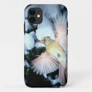 Coques Pour iPhone États-Unis, Minnesota, Mendota Heights, Cardinal f