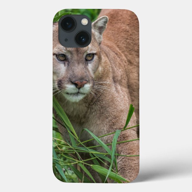 Coques Case-Mate iPhone États-Unis, Minnesota, Sandstone, faune du Minneso (Verso)