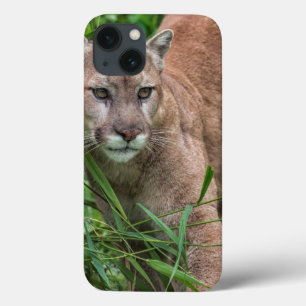 Coque Case-Mate iPhone États-Unis, Minnesota, Sandstone, Minnesota Wildli