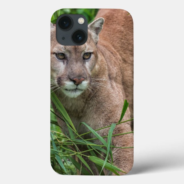 Coques Case-Mate iPhone États-Unis, Minnesota, Sandstone, Minnesota Wildli (Verso)