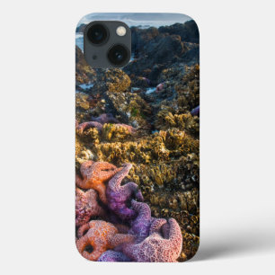 Coque Case-Mate iPhone États-Unis, Oregon. Étoiles de mer