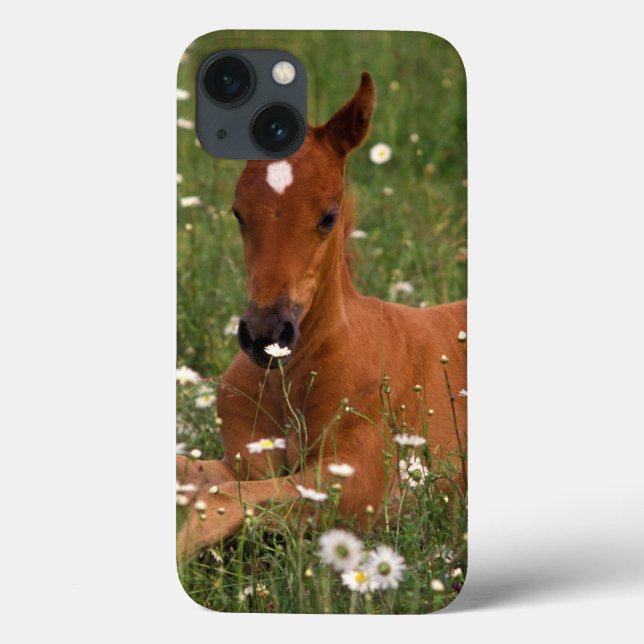 Coques Case-Mate iPhone États-Unis, Oregon, Poney arabe. (Verso)