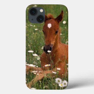 Coques Pour iPhone États-Unis, Oregon, Poney arabe.