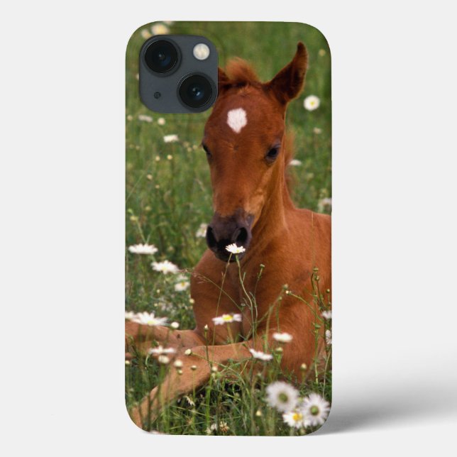 Coques Case-Mate iPhone États-Unis, Oregon, Poney arabe. (Verso)