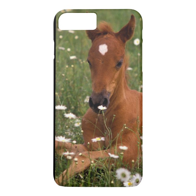 Coques Case-Mate iPhone États-Unis, Oregon, Poney arabe. (Dos)
