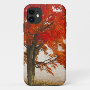 Coque Case-Mate Pour iPhone États-Unis, Virginie-Occidentale, Davis. Érable ro