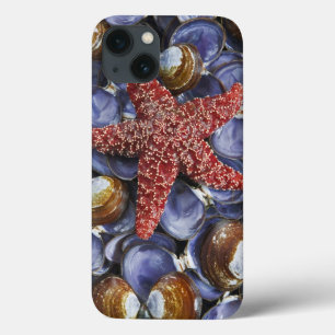 iPhone 13 Coque États-Unis, Washington, Hood Canal, Seabeck. Gros