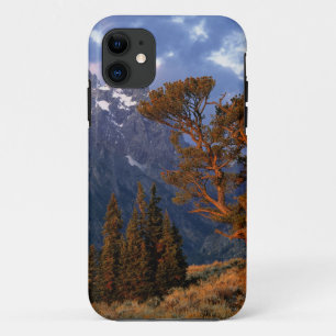 Coque iPhone 11 États-Unis, Wyoming, Grand Teton NP. Un cèdre soli