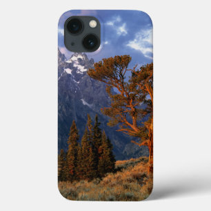 iPhone 13 Case États-Unis, Wyoming, Grand Teton NP. Un cèdre soli