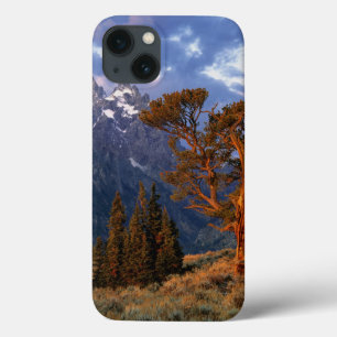Etui iPhone Case-Mate États-Unis, Wyoming, Grand Teton NP. Un cèdre soli