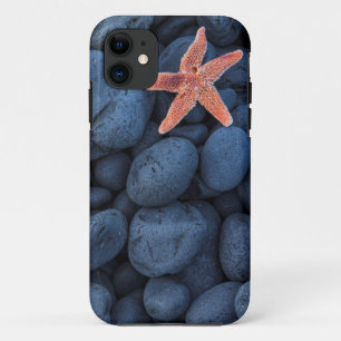Coque Case-Mate iPhone Étoiles de mer sur les roches noires le long de l