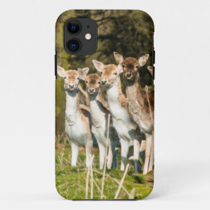 Case-Mate iPhone Case Fallow Deer at Holkham Park in Norfolk England UK