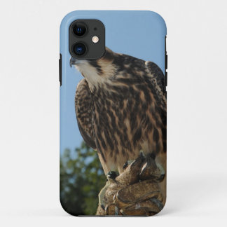 Coque iPhone 11 Faucon pérégrin