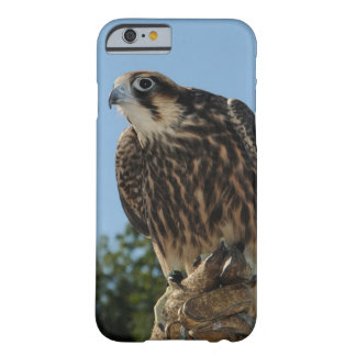 Coque Barely There iPhone 6 Faucon pérégrin