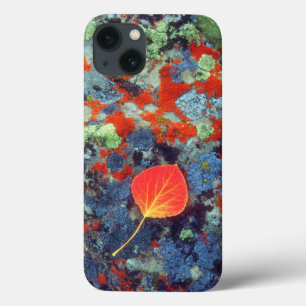Etui iPhone 13 Feuilles d'Aspen sur un rocher recouvert de lichen