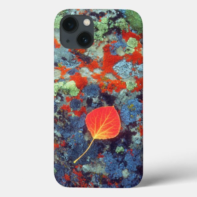 Coques Case-Mate iPhone Feuilles d'Aspen sur un rocher recouvert de lichen (Verso)