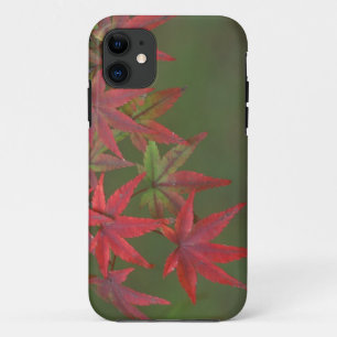 Coques Pour iPhone Feuilles d'érable, Katsura, Kyoto, Japon