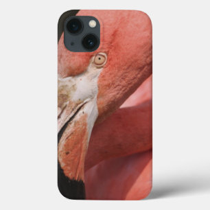 Coques Pour iPhone Flamant rose chilien, chilensis de Phoenicopterus