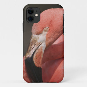 Coque iPhone 11 Flamant rose chilien, Phoenicopterus chilensis