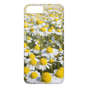 Coques Pour iPhone Fleur de camomille en gros plan, Hongrie