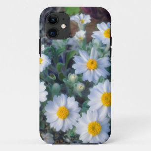 Coques Pour iPhone Fleurs sauvages de Marguerite laineuse