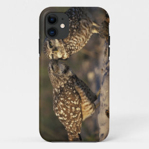 Coque Case-Mate Pour iPhone Floride, Fort Myers. Hibou des terriers appariemen
