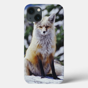 iPhone 13 Case Fox rouge se reposant sur la banque de neige,