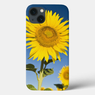 iPhone 13 Case France, Provence, Valensole. Les tournesols se dre