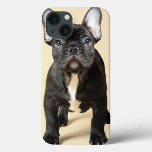 iPhone 13 Case French Bulldog Puppy