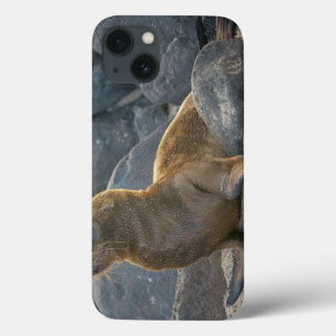 iPhone 13 Coque Galapagos Sea Lion