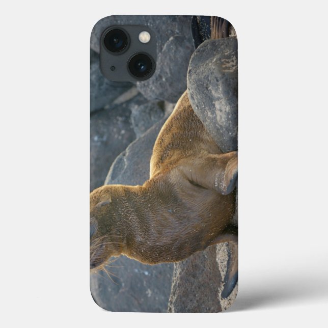 Coques Case-Mate iPhone Galapagos Sea Lion (Verso)